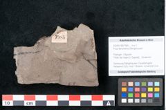 Foto (Objekt + Etikett) von Ficus tenuinervis Ettingshausen (NHMW-GEO-2024-0188-7985)